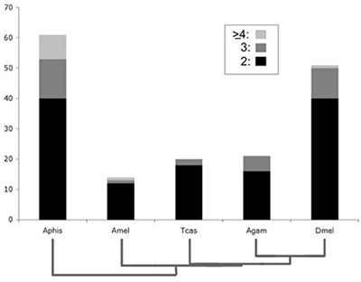 Comparative Evidence of an Exceptional Impact of Gene Duplication on the Developmental Evolution of Drosophila and the Higher Diptera
